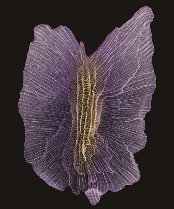 오동나무종자- 주사전자현미경 이미지