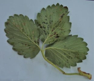 딸기 세균모무늬병 잎의 병징