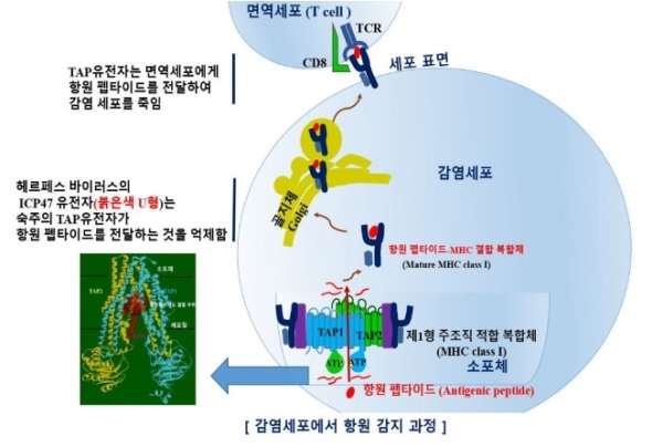면역회피 유전자(ICP47)가 항원 감지를 억제하는 과정