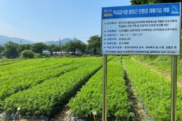 '봄당근  친환경 재배기술 연구 개발' 시험포장