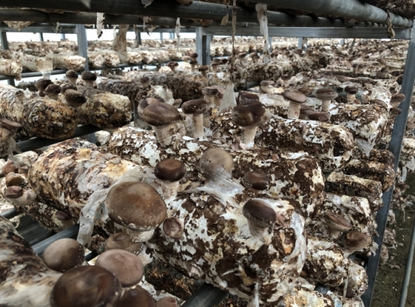 폭염으로 인한 표고버섯 생육불량