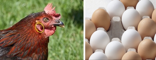닭의 귓불흰 달걀과 갈색 달걀