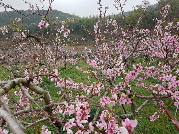 1. 부천 춘덕산 복숭아꽃축제